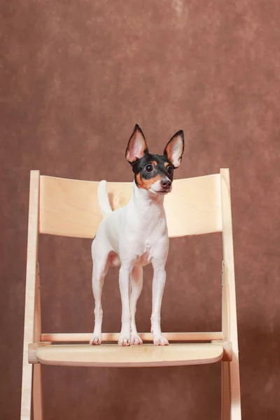 Toy Fox Terrier dog stands on a chair