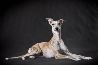 Kırbaç köpeği gri arka planda yatıyor