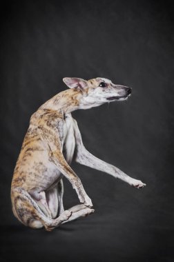 Kırbaç köpek, gri arka planda parmak arası terlik.