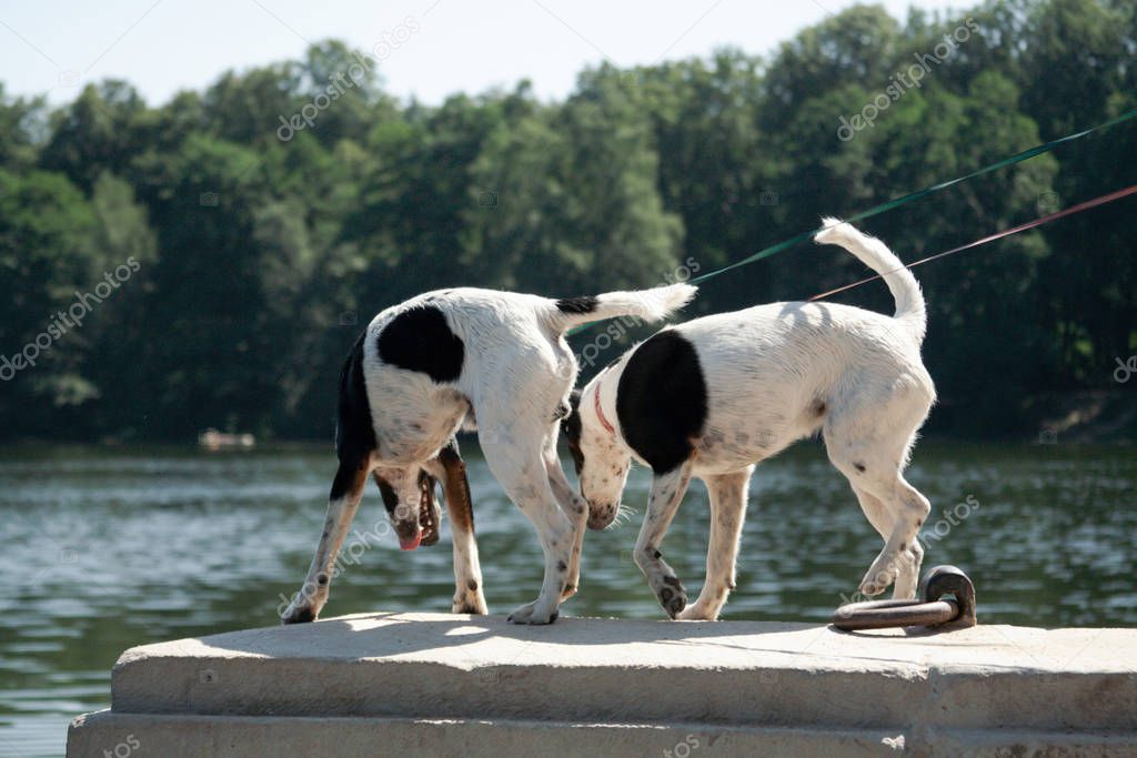 Two Fox Terrier dogs stand on a parapet by the river and look do