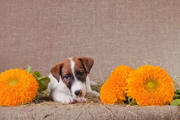 Fox Terrier puppy lies on a hay next to yellow flowers