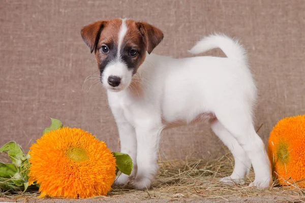 Fox Terrier puppy stands on a hay next to yellow flowers