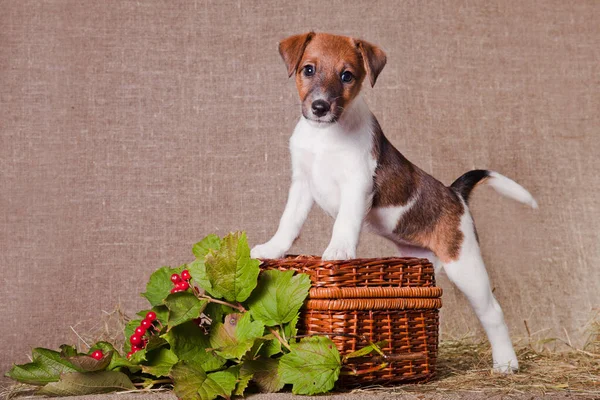 Fox Terrier puppy sits in a basket with a branch of viburnum