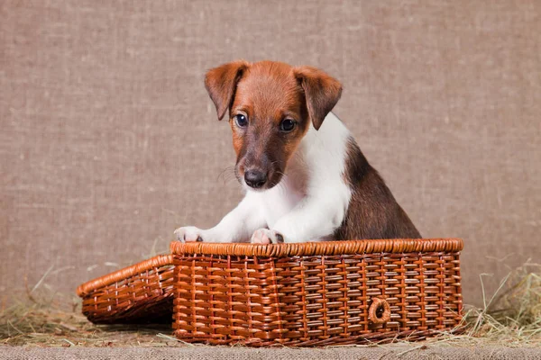Fox Terrier puppy sits in a basket on burlap