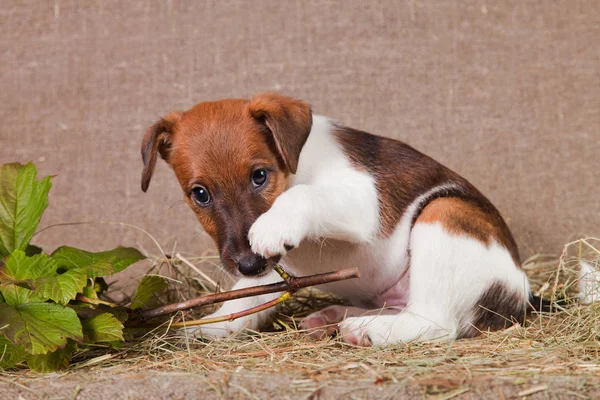 A fox terrier puppy lies on burlap and hay and plays with a bran