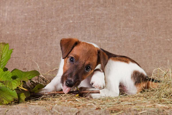 A fox terrier puppy lies on burlap and hay and licks a branch of