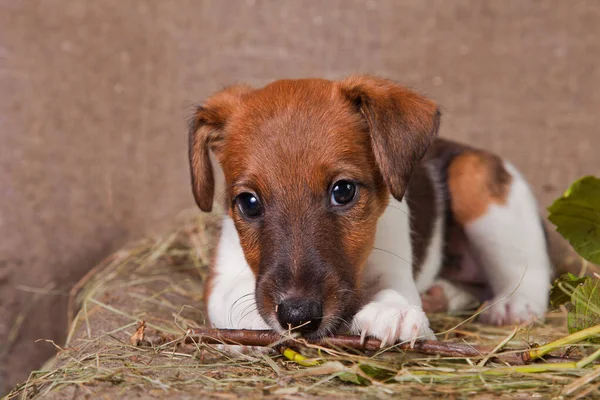 A fox terrier puppy lies on burlap and hay and sniffs a branch o