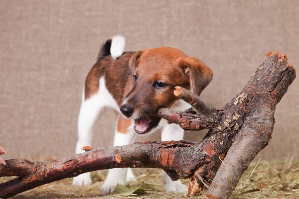 A fox terrier puppy stands on a hay and nibbles a snag