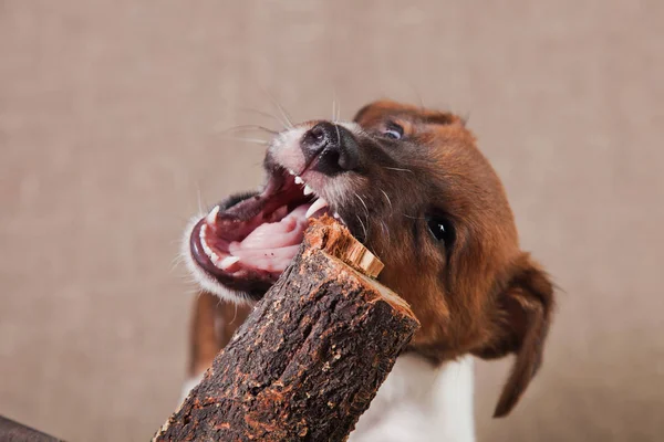 A fox terrier puppy stands on a hay and nibbles a snag