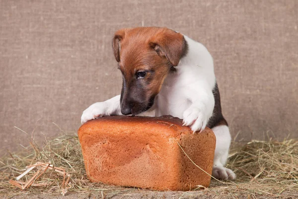 Fox Terrier puppy grabbed rye bread