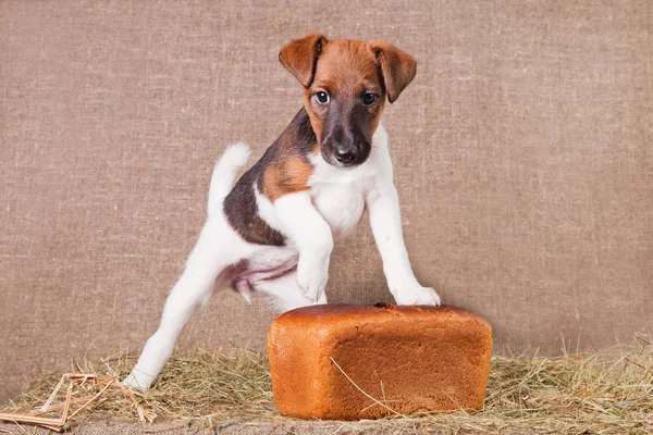 Fox Terrier puppy sniffing rye bread