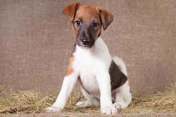 Fox Terrier puppy sits on a sack covered with hay