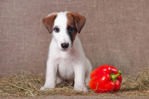 Fox Terrier puppy sits on a hay next to red pepper