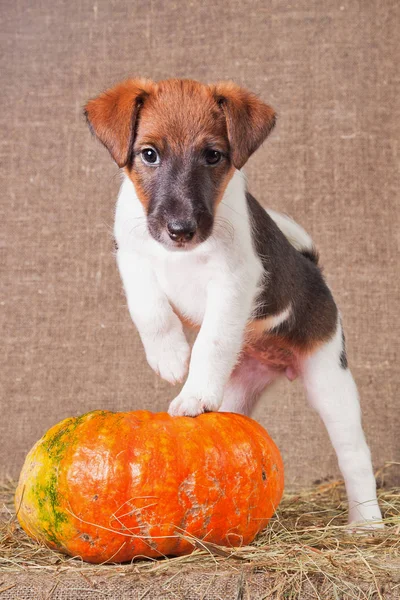 Fox Terrier puppy stands on a hay and leans on a pumpkin
