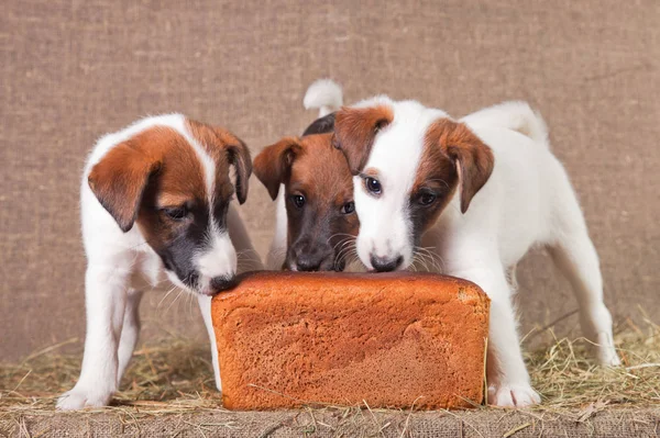 Three Fox Terrier Puppies Sniffing Rye Bread