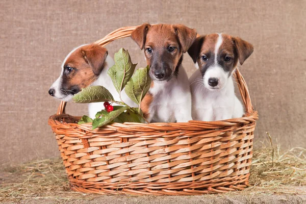 Three fox terrier puppies sitting in a basket on a burlap with a