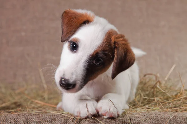 Fox Terrier puppy lies on the hay