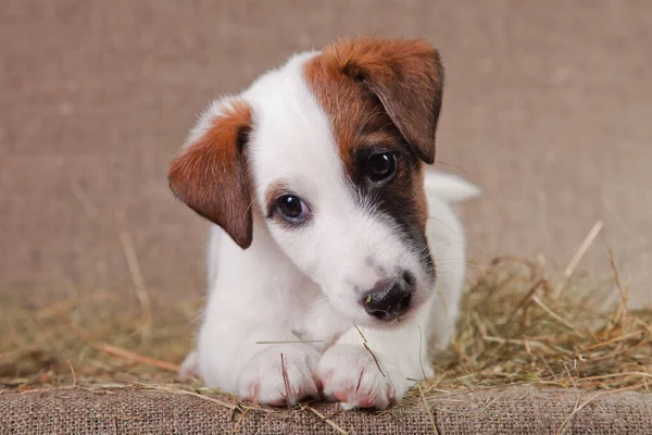 Fox Terrier puppy lies on the hay