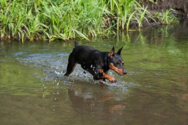 Minyatür pinscher köpeği nehirde yürüyor.
