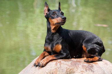 Zwergpinscher köpeği suyun yakınındaki büyük bir taşın üzerinde yatıyor.