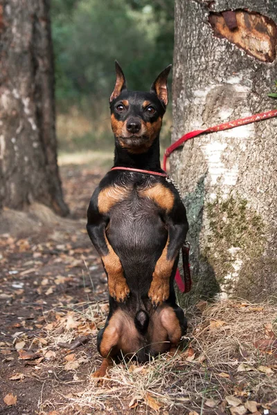 Zwergpinscher dog stands on its hind legs, tied to a tree