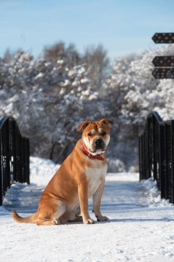 Cadebo red dog sits in the winter park on the bridge clipart