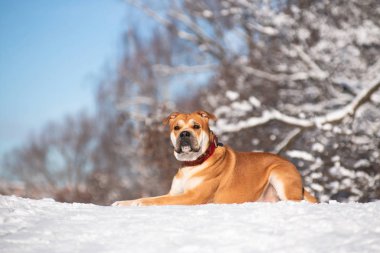 Cadebo kırmızı köpeği kış parkında yatıyor.