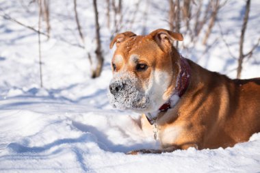 Kışın yürüyüşe çıkan Cadebo köpeğinin burnunda kar var.