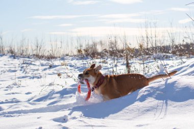 Kardaki Cadebo köpeği bir çekiciyle oynuyor.
