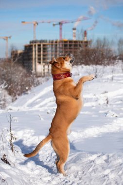 Cadebo dog on a walk in the winter stands on its hind legs clipart