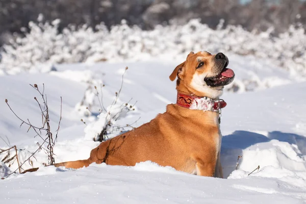 Cadebo dog sitting in the snow in a winter park