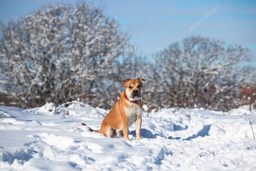 Cadebo dog sitting in the snow in a winter park