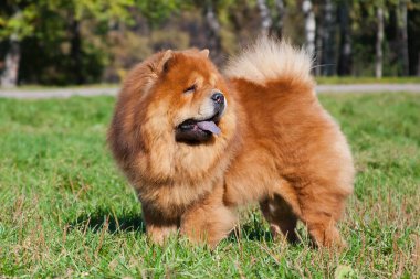 Chow Chow kızıl saçlı köpek çimlerin üzerindeki parkta duruyor.