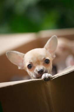 Chihuahua puppy looks out of the box clipart
