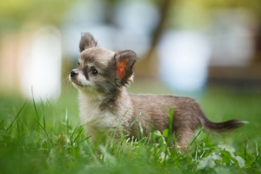 Yeşil çimenlikteki chihuahua köpeği.