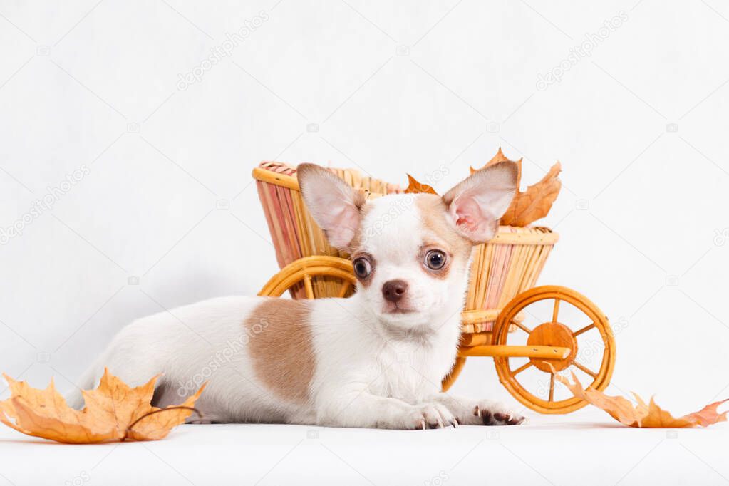 Chihuahua puppy with wicker cart and leaves