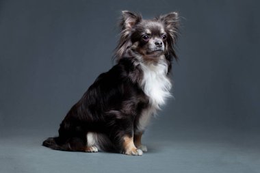 Siyah ve Beyaz Göğüslü Chihuahua