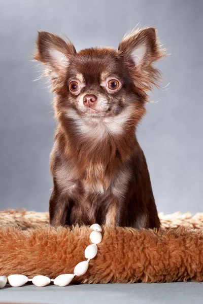 Brown fluffy chihuahua dog in a couch