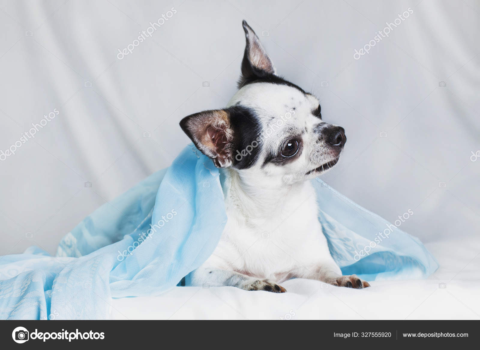 white chihuahua with black spots