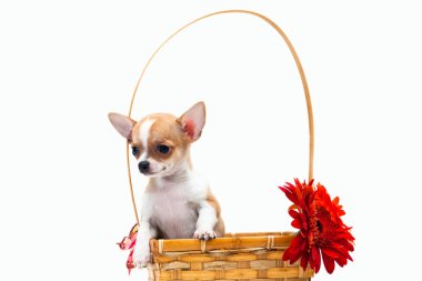 Çiçekli bir sepetin içinde Chihuahua köpeği