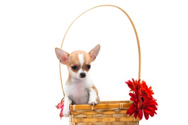 Çiçekli bir sepetin içinde Chihuahua köpeği