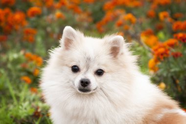 Bir çiçek bahçesinin arka planında portre kremi rengi Spitz