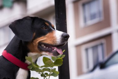 Köpek entlebucher dağ köpeği, profil portresi