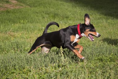 Entlebucher köpeği Sennenhund yürüyor ve hareket ediyor