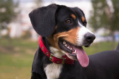 Köpek entlebucher dağ köpeği, doğanın arka planında bir portre