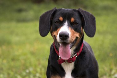 Köpek entlebucher dağ köpeği gülümseyen portre