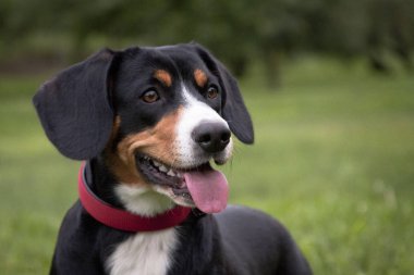 Köpek entlebucher dağ köpeği, doğanın arka planında bir portre