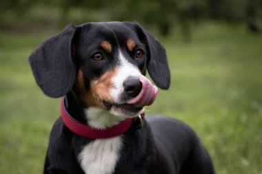Köpek entlebucher dağ köpeği, portre yalıyor.