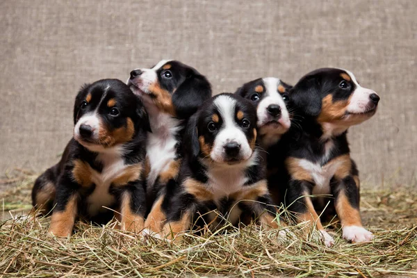 Five little puppies of breed entlebucher mountain dog