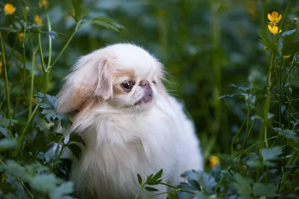 Portrait of a fluffy white Japanese chin dog in the grass in the